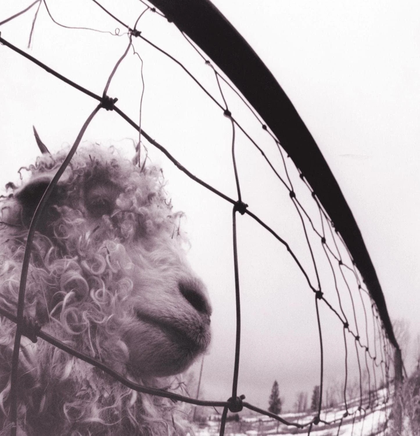 PEARL JAM - Vs. - LP