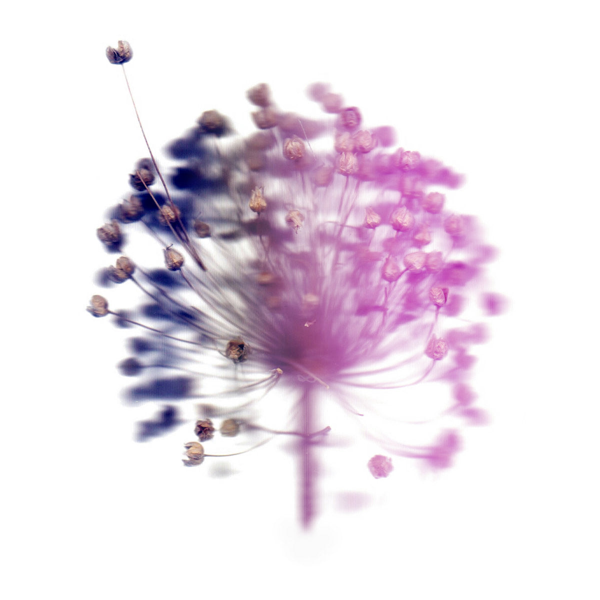 HAIKU GARDEN – Loose Contacts / Tense Present - LP