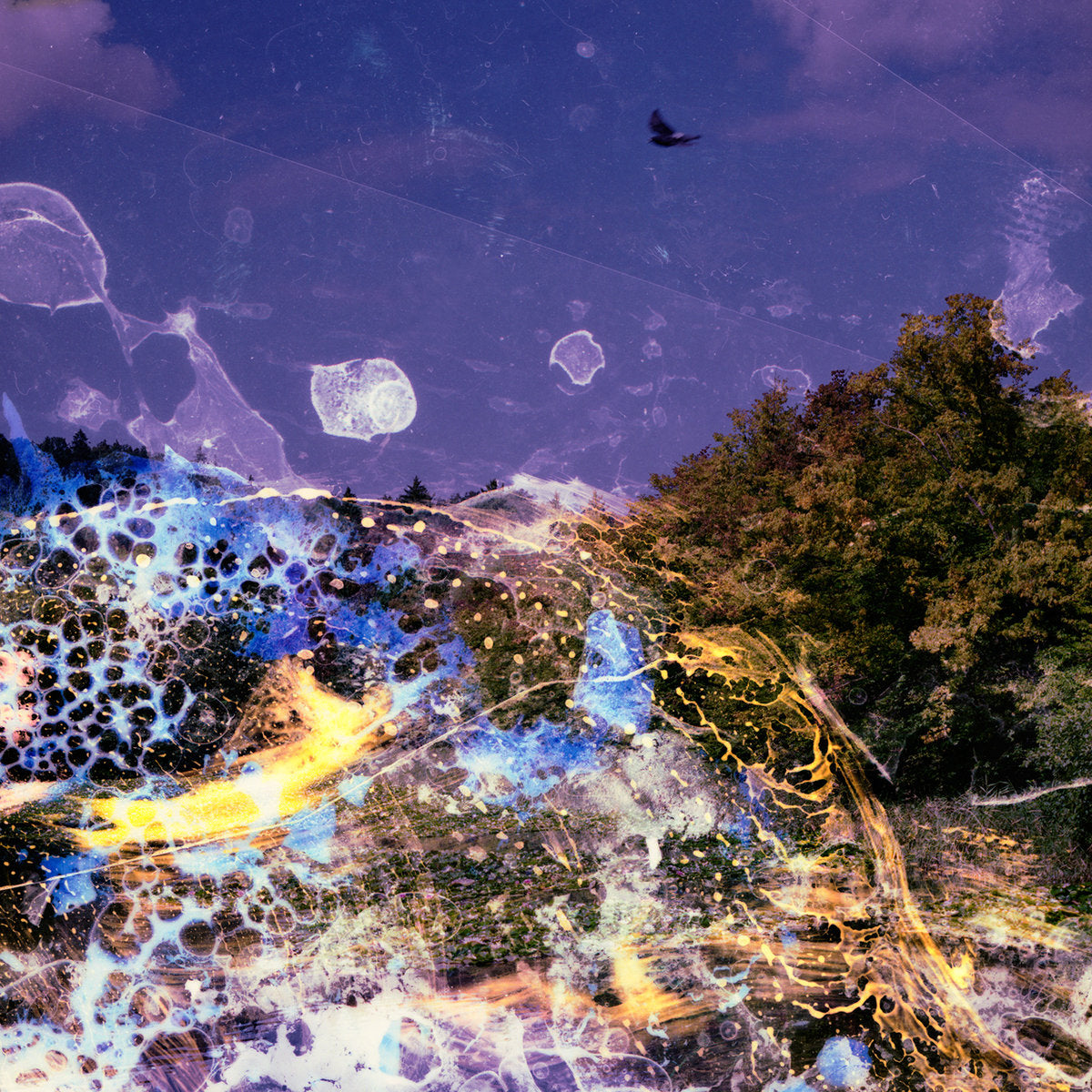 HAIKU GARDEN - Where If Not Now - LP